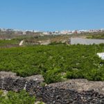 Santorini Winery Half Day Private Tour-Olive Sea Travel